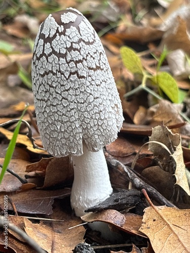 Textured Cap of Wild Forest Mushroom