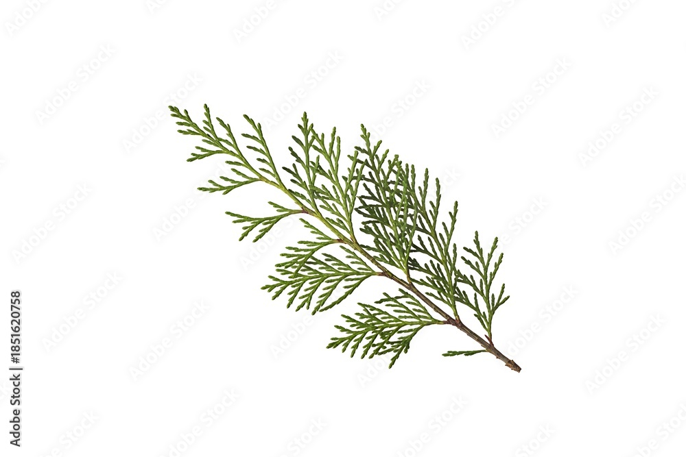 Fototapeta premium Fresh green cedar branch with needle leaves on white background