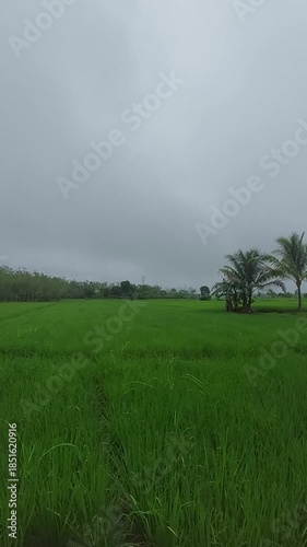 misty morning in the fields
