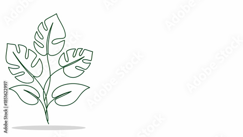 Simple Line Drawing of Monstera Plant.