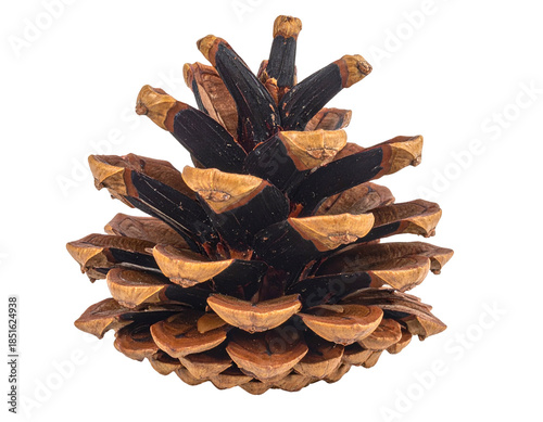 A detailed close-up of a brown, textured pine cone on black