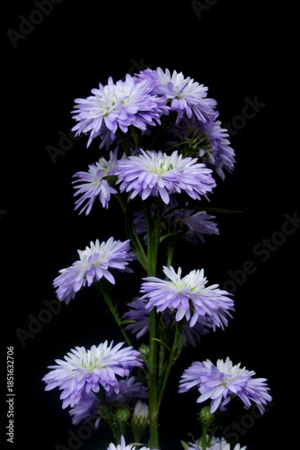 Aster or daisy flowers isolated on black background