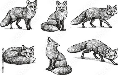 Fox Illustration: A collection of intricately detailed fox illustrations, showcasing the animal in various poses. These detailed sketches capture the fox's graceful form and unique personality.