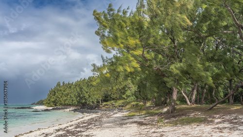 A tropical sandy beach without people. Dry algae on white sand. Turquoise ocean. Casuarina trees grow by the water. Blue sky, clouds. Mauritius. Île aux Cerfs 