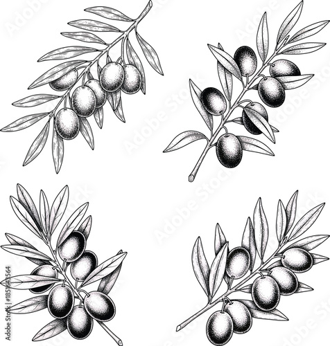 Olive Branch and Olives Etching Engraving Style Vector Icon Set Isolated Mediterranean Botanical Food Illustration