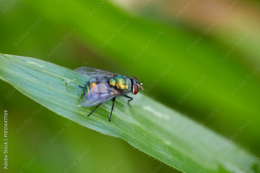 Fototapeta premium Fly on green leaf