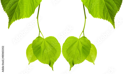 Frame of young spring tilia leaves