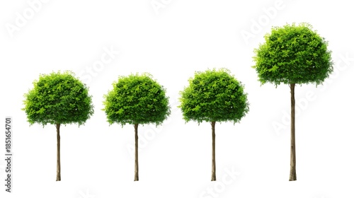 A single lush green grass plant and a small spring tree with fresh leaves are isolated on a white background as a natural symbol of ecology and summer growth in a garden environment