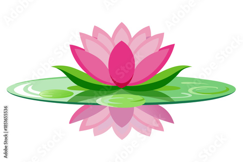 pink lotus flower isolated