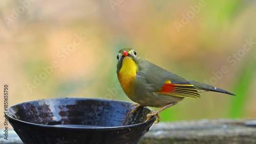 水を飲むソウシチョウ