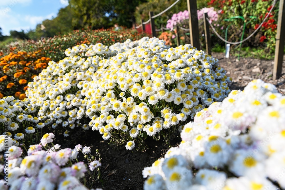 Obraz premium White chrysanthemum Elf White bush growing in flowerbed with sky background. Autumn garden scene with lush blooms and natural outdoor atmosphere.
