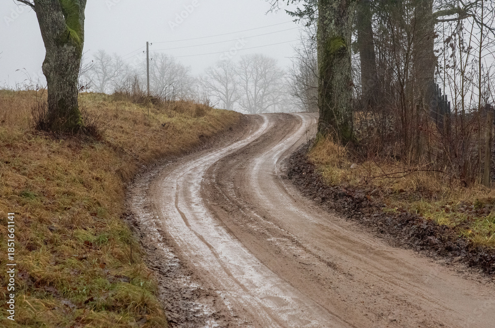 Fototapeta premium dirt road in the woods
