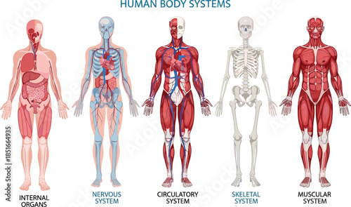 Human Body Systems Vector Illustration Set Featuring Internal Organs Nervous Circulatory Skeletal and Muscular Anatomy Diagrams for Medical Education and Healthcare Design