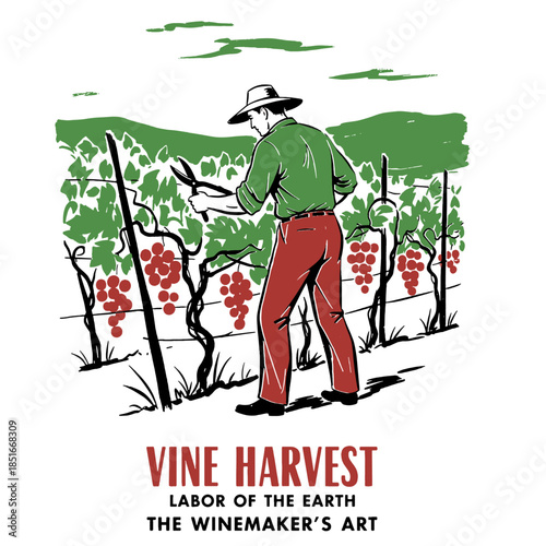 Vintner, grape harvest, vineyard labor, vintage agriculture illustration, winemaker art, retro winery print, farmer cutting grapes, wine label design