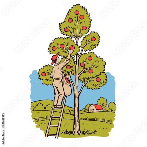 Vintage apple picking illustration, farmer harvesting fruit on ladder, orchard scene, farm life drawing, retro agriculture print, fall harvest