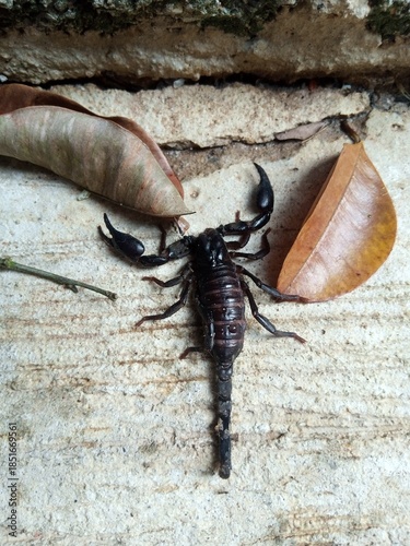 Фотография cockroach on the wall, Black Asian Forest Scorpion on Concrete Surface with Dry