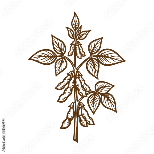 Detailed brown sketch illustration of a soybean plant with pods and leaves isolated