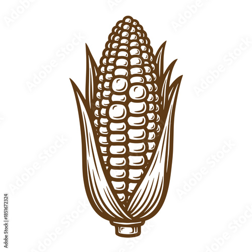 Detailed vintage sketch illustration of a fresh and tasty corn on the cob