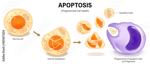 Apoptosis. Programmed cell death. The body's controlled, clean way of eliminating unneeded or damaged cells. Apoptotic bodies for Phagocytosis.