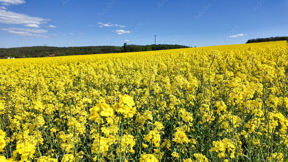 Fototapeta premium A flowering rapeseed field under a bright blue sky in spring.