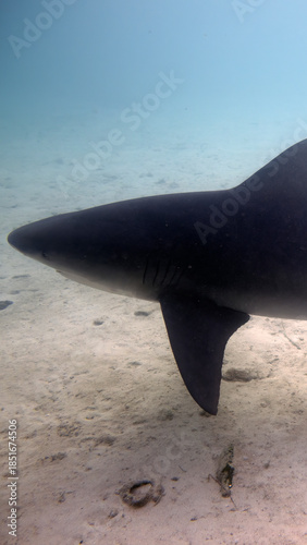 A 9:16 Portrait image of a Bull Shark (Carcharhinus leucas) in Bimini, Bahamas