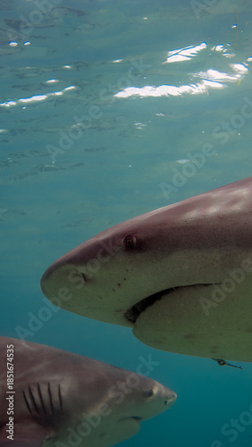 A 9:16 Portrait image of a Bull Shark (Carcharhinus leucas) in Bimini, Bahamas