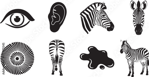 Black and white zebra and animal zebras
