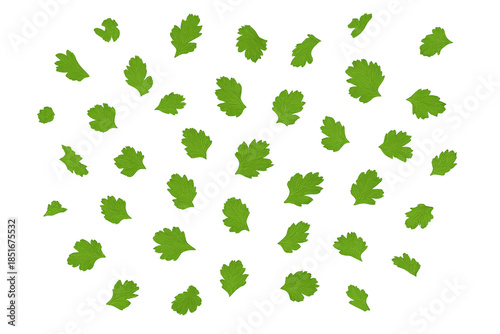 Fresh green parsley leaves creating a seamless cooking food pattern on a transparent background