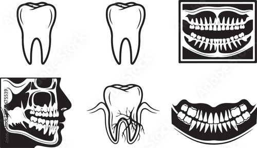 Dental anatomy of teeth and jaw mouth skull