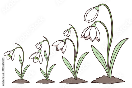 Flower Growth Stages Illustration Flat Vector Pu (3) Vector Illustration