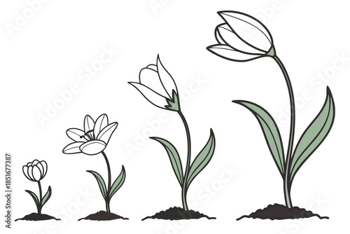 Flower Growth Stages Illustration Flat Vector Pu (1) Vector Illustration