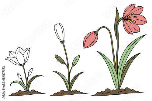 Flower Growth Stages Illustration Flat Vector Pu (2) Vector Illustration