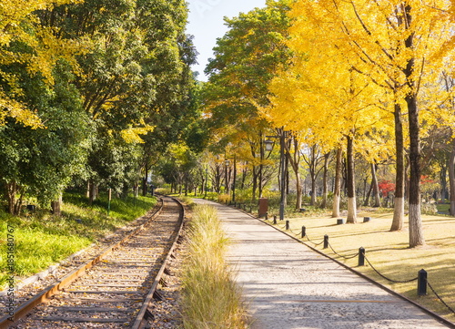 Old railway in the park. Autumn landscape with ginkgo trees. China. Hangzhou.