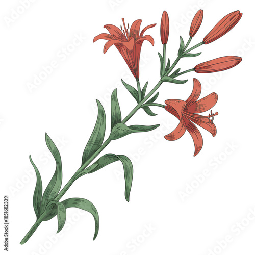 Watercolor illustration of vibrant red lilies with green stems and leaves
