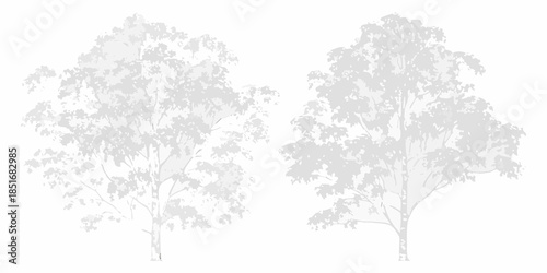 Two stylized birch trees with delicate foliage against a white background