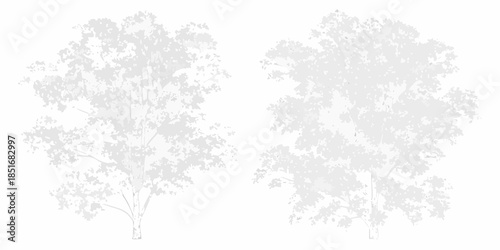 Two delicate trees with lush foliage a minimalist botanical illustration