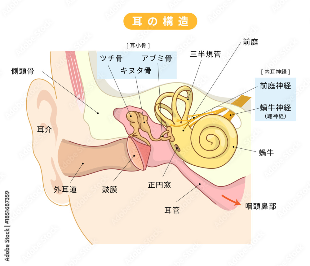 Obraz premium 耳の中の構造がわかる断面イラスト