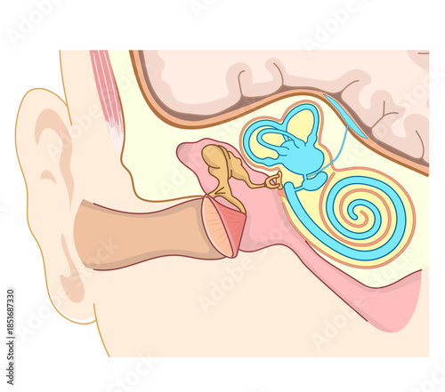 耳の中の構造がわかる断面イラスト