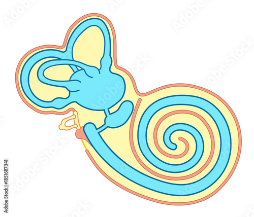 耳の中の構造がわかる断面イラスト