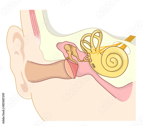 耳の中の構造がわかる断面イラスト