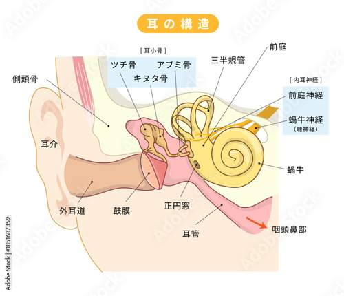 耳の中の構造がわかる断面イラスト