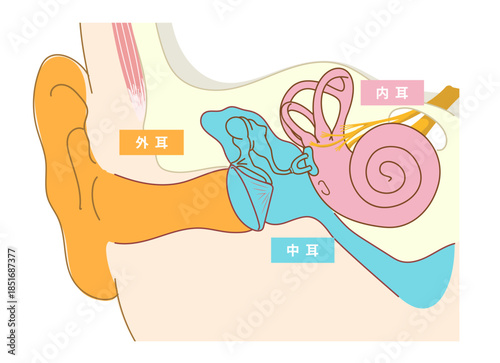 耳の中の構造がわかる断面イラスト
