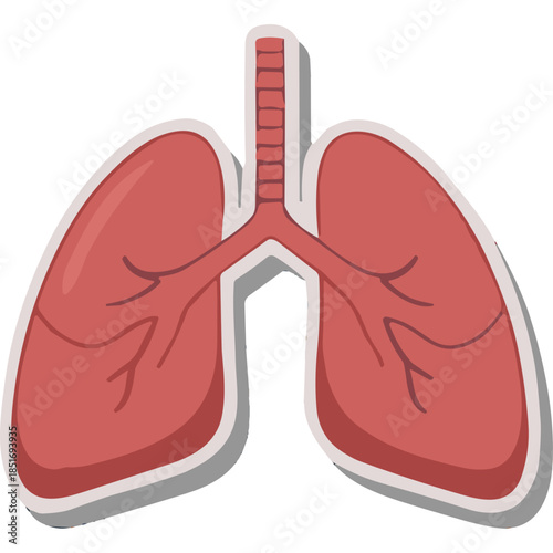Vector Illustration of Human Lungs