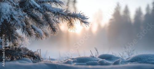 The Pine Branch Draped in Frosty Snow with Sun Rays Over Forest Clearing