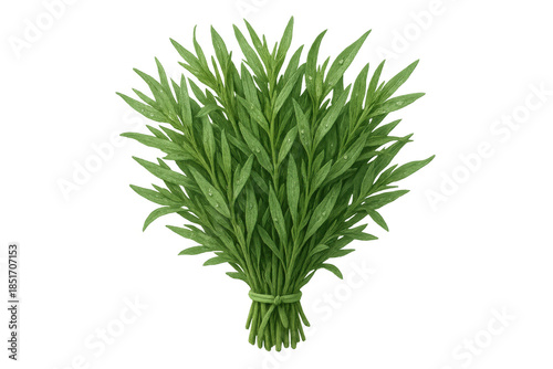 Fresh tarragon bunch with water drops, a culinary herb for seasoning and gourmet cooking, transparent background