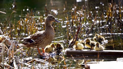 Duck with ducklings on a pond on a sunny day