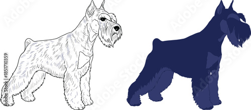 Hand drawn sketch and silhouette of a Schnauzer dog breed standing isolated on white background vector illustration
