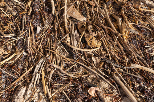 mangrove tidal debris on a beach