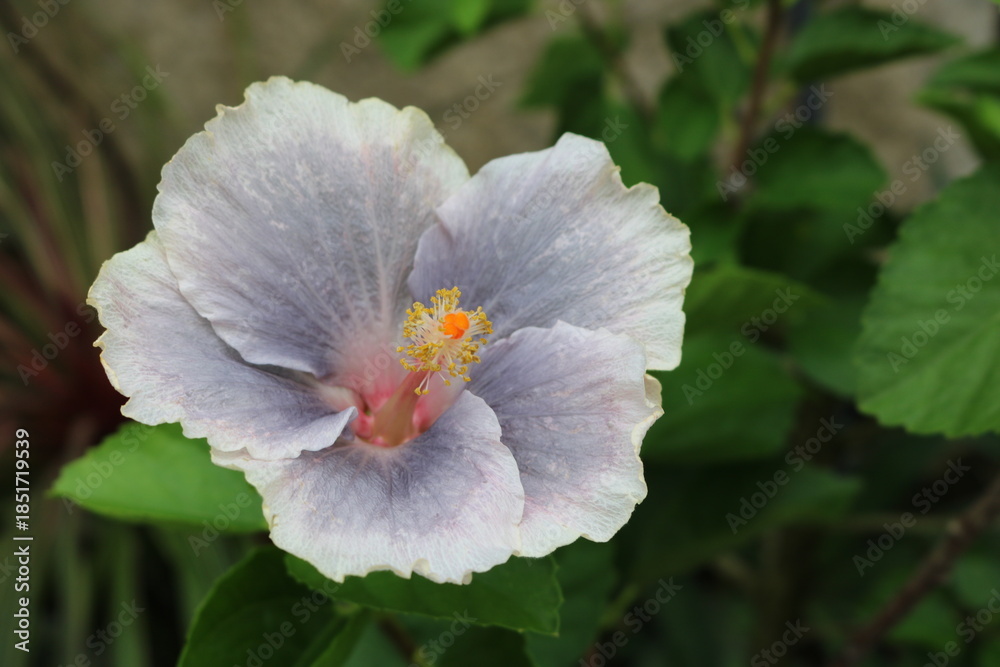Obraz premium Soft Hibiscus Flower in Garden – Natural Floral Background