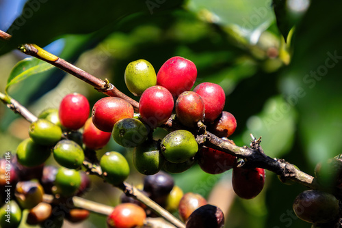 Photos Closeup of coffee cherries (probably s795 coffee arabica cultivar), resistant to leaf rust